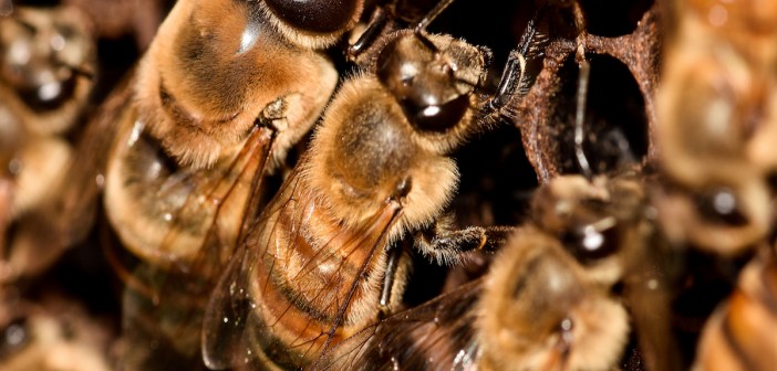 Rolul trantorilor ȋn viata  familiei de albine